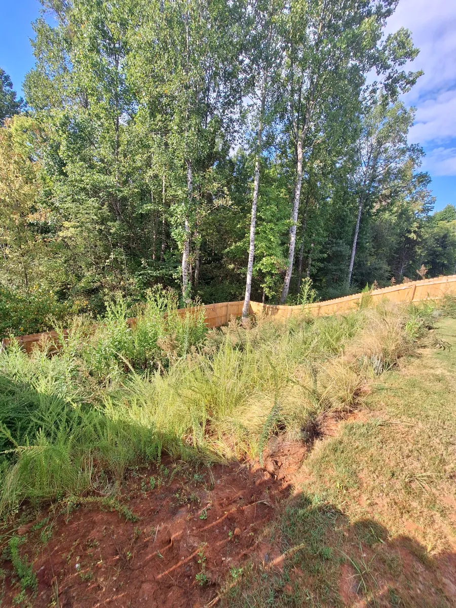 Dense overgrown brush before clearing service in Mocksville NC