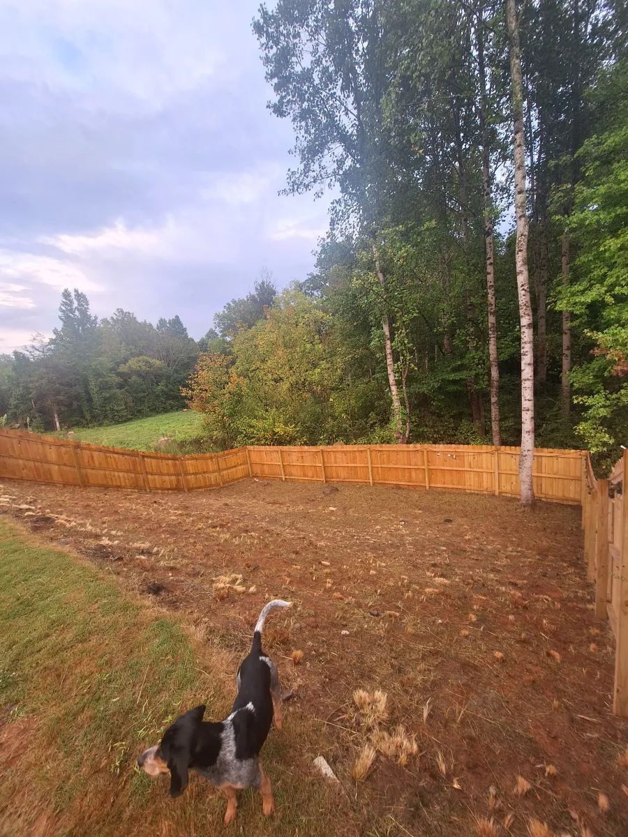 Brush Clearing Before