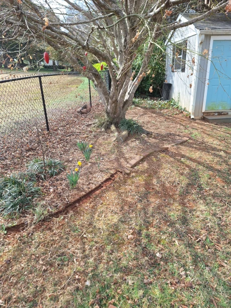 Flower Bed Before Transformation