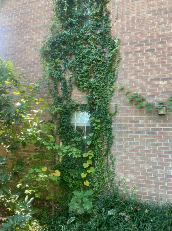 Brick wall covered in ivy before professional removal in Mocksville NC